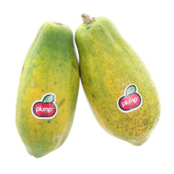 PAPAYE GEANTE FORMOSA 3PCS